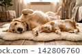 Heartwarming studio shot of a dog and cat lying side by side on their backs in harmony. 142806760