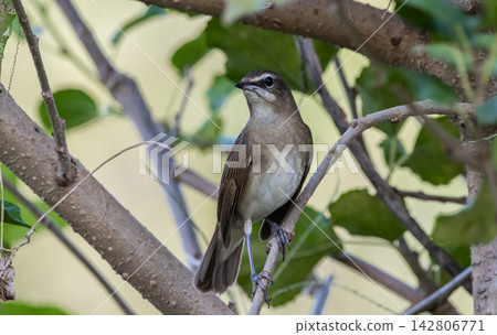 Female Siberian Rubythroat, Migratory Bird in Pathum Thani Rice Research Center Female Siberian Rubythroat, Migratory Bird in Pathum Thani Rice Research Center 142806771
