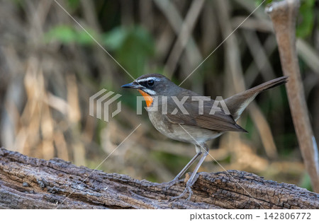 Siberian Rubythroat Male Winter Vagrant Pathum Thani Thailand Siberian Rubythroat Male Winter Vagrant Pathum Thani Thailand 142806772