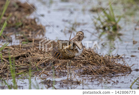 Male Greater Painted-snipe in Pathum Thani Rice Field, Thailand Male Greater Painted-snipe in Pathum Thani Rice Field, Thailand 142806773