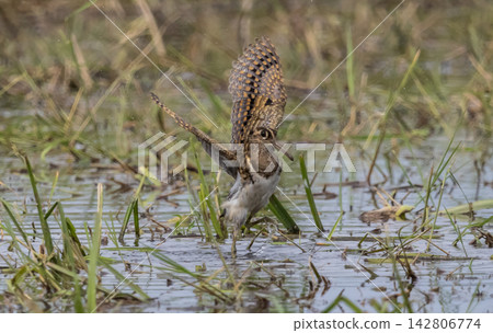 Male Greater Painted-snipe in Pathum Thani Rice Field, Thailand Male Greater Painted-snipe in Pathum Thani Rice Field, Thailand 142806774