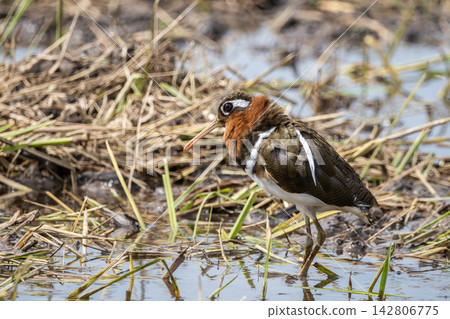 Greater Painted-snipe (female) in Rice Field. Greater Painted-snipe (female) in Rice Field. 142806775