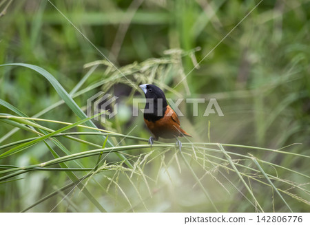 Male Chestnut Munia in Thailand Rice Field Male Chestnut Munia in Thailand Rice Field 142806776