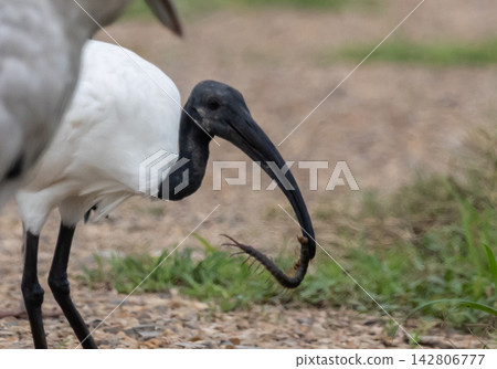 Black-headed ibis eating centipede in Pathum Thani, Thailand. Black-headed ibis eating centipede in Pathum Thani, Thailand. 142806777