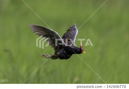 A male Watercock (image_0.png) flies low over a lush rice field in Pathum Thani, Thailand. A male Watercock (image_0.png) flies low over a lush rice field in Pathum Thani, Thailand. 142806778