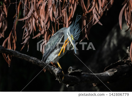 Green Heron Preening in Pathum Thani, Thailand Green Heron Preening in Pathum Thani, Thailand 142806779