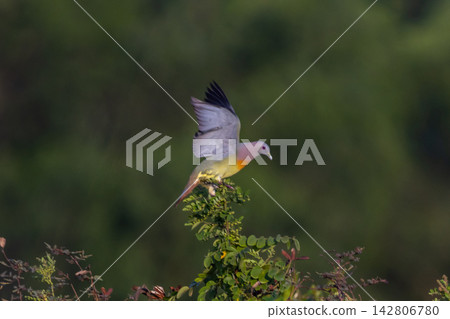 Orange-breasted Green Pigeon in Flight, Pathum Thani, Thailand. Orange-breasted Green Pigeon in Flight, Pathum Thani, Thailand. 142806780