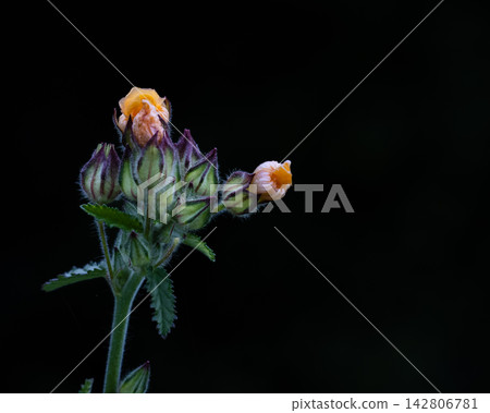 Blooming Yellow Wildflowers in Thailand Black Background Blooming Yellow Wildflowers in Thailand Black Background 142806781