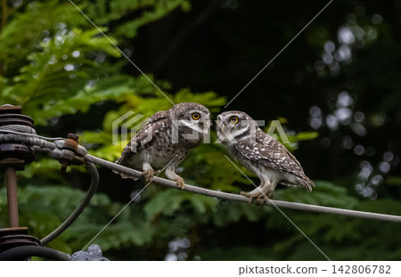 Spotted owlet (Athene brama) in garden animal portrait. Spotted owlet (Athene brama) in garden animal portrait. 142806782