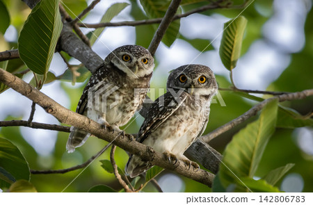 Spotted Owlets at Pathum Thani Rice Research Center, Thailand Spotted Owlets at Pathum Thani Rice Research Center, Thailand 142806783