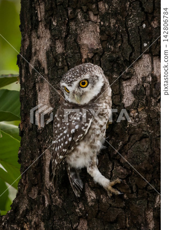 Spotted Owlet on a Tree, Pathum Thani Rice Research Center, Thailand Spotted Owlet on a Tree, Pathum Thani Rice Research Center, Thailand 142806784