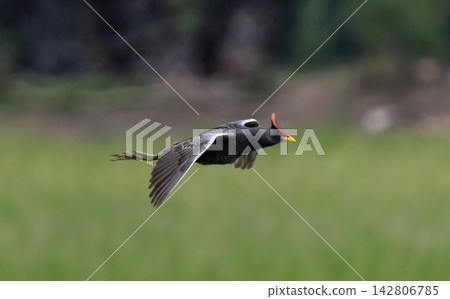 Gallicrex cinerea (Watercock) in mid-flight, showing its red frontal shield and distinctive colors, above the verdant fields of Pathum Thani Rice Research Center, Thailand. Gallicrex cinerea (Watercock) in mid-flight, showing its red frontal shield and distinctive colors, above the verdant fields of Pathum Thani Rice Research Center, Thailand. 142806785