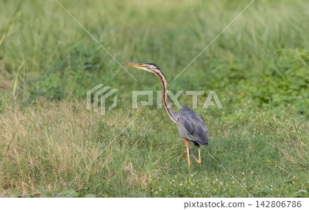 Purple Heron (Ardea purpurea) foraging in Pathum Thani Rice Research Center, Thailand. Purple Heron (Ardea purpurea) foraging in Pathum Thani Rice Research Center, Thailand. 142806786