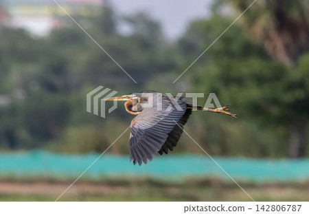 A Purple Heron Gliding Above Pathum Thani Rice Research Center, Thailand 142806787