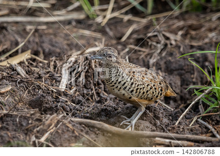 Barred Buttonquail at Pathum Thani Rice Research Center, Thailand. Barred Buttonquail at Pathum Thani Rice Research Center, Thailand. 142806788