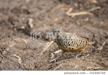 Barred Buttonquail in Pathum Thani Rice Field, Thailand. Barred Buttonquail in Pathum Thani Rice Field, Thailand. 142806789