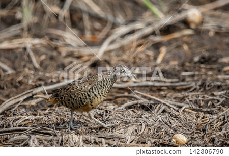 Barred Buttonquail in Pathum Thani Rice Field, Thailand. Barred Buttonquail in Pathum Thani Rice Field, Thailand. 142806790