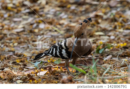 Eurasian Hoopoe in the park animal portrait. Eurasian Hoopoe in the park animal portrait. 142806791