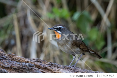 A beautiful male Siberian Rubythroat perched at Pathum Thani Rice Research Center, Thailand. A beautiful male Siberian Rubythroat perched at Pathum Thani Rice Research Center, Thailand. 142806792