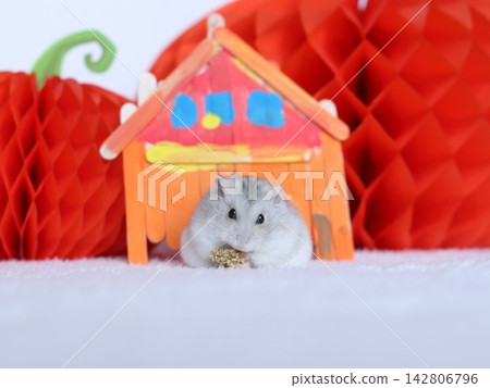 Hamster Hamster 142806796