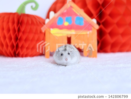 Hamsters and Halloween Hamsters and Halloween 142806799