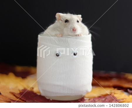 Halloween Hamster Halloween Hamster 142806802