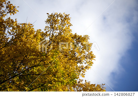 Sunny leaves Sunny leaves 142806827