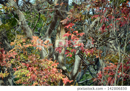 Sunny leaves Sunny leaves 142806830