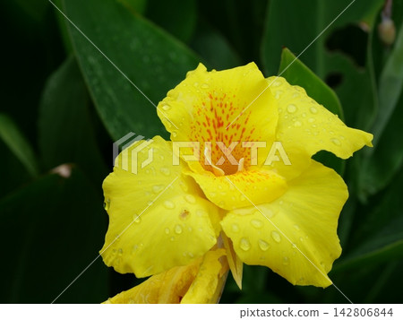 Yellow canna flowers wet with rain Yellow canna flowers wet with rain 142806844