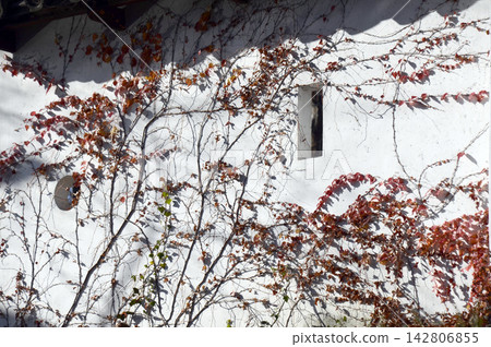 Castle walls and ivy leaves Castle walls and ivy leaves 142806855