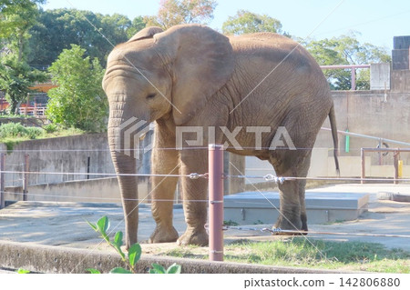 African elephant family African elephant family 142806880