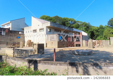 非洲象家族 非洲象家族 142806883