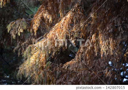 Metasequoia in autumn Metasequoia in autumn 142807015