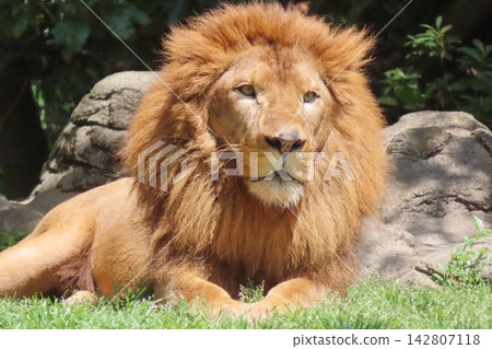Lion of King of Beasts Lion of King of Beasts 142807118