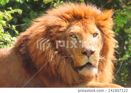 Lion of King of Beasts Lion of King of Beasts 142807122