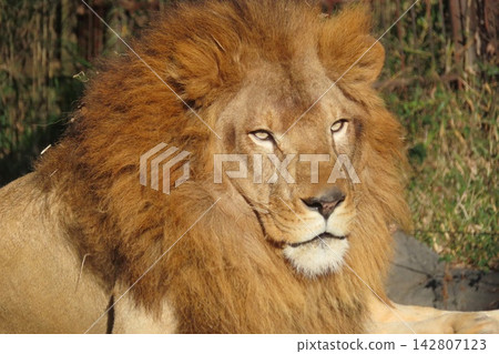 Lion of King of Beasts Lion of King of Beasts 142807123