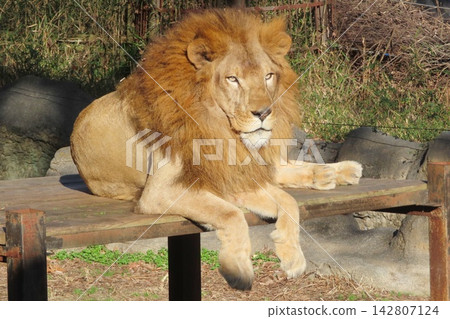 Lion of King of Beasts Lion of King of Beasts 142807124