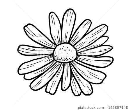 Spring chrysanthemum and daisy outlines in pencil doodle style, organic botanical silhouettes with decorative line art, wildflower etching design element Spring chrysanthemum and daisy outlines in pencil doodle style, organic botanical silhouettes with decorative line art, wildflower etching design element 142807148