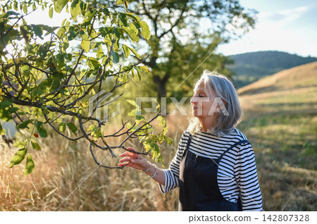 Senior woman enjoying gentle outdoor activity and connection with nature. Senior woman enjoying gentle outdoor activity and connection with nature. 142807328