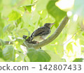 A young bulbul resting on a branch. 142807433