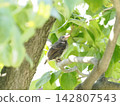 Young bulbul perching on a branch 142807543