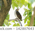A young brown-eared bulbul perched on a branch, looking back. 142807643