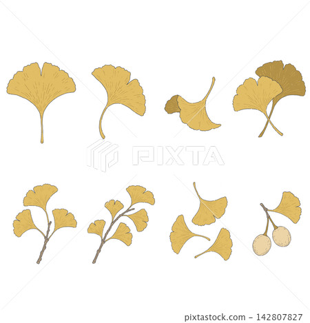 A collection of hand-drawn style illustrations of colorful ginkgo leaves and ginkgo nuts. A collection of hand-drawn style illustrations of colorful ginkgo leaves and ginkgo nuts. 142807827