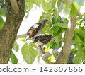A young bulbul calls to its parent bird using a tree branch. 142807866