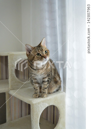 A window scene with a cat A window scene with a cat 142807963