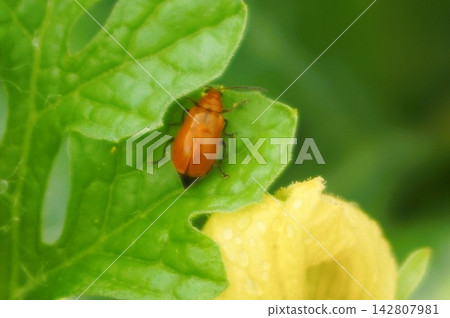 Cucumber beetle, melon fly, pest, watermelon, striped beetle, striped beetle max, striped beetle M Cucumber beetle, melon fly, pest, watermelon, striped beetle, striped beetle max, striped beetle M 142807981