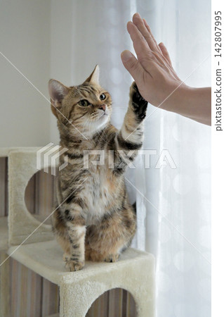 Cat greeting with a high five 142807995