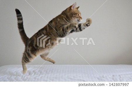 American Shorthair playing by jumping dynamically indoors 142807997