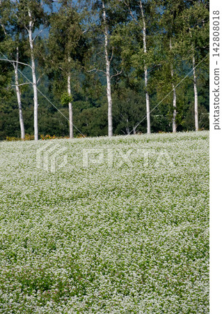 Buckwheat fields and birch trees in full bloom with white flowers. Buckwheat fields and birch trees in full bloom with white flowers. 142808018