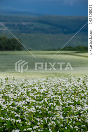 A buckwheat field in full bloom, with white flowers bathed in sunlight. A buckwheat field in full bloom, with white flowers bathed in sunlight. 142808021